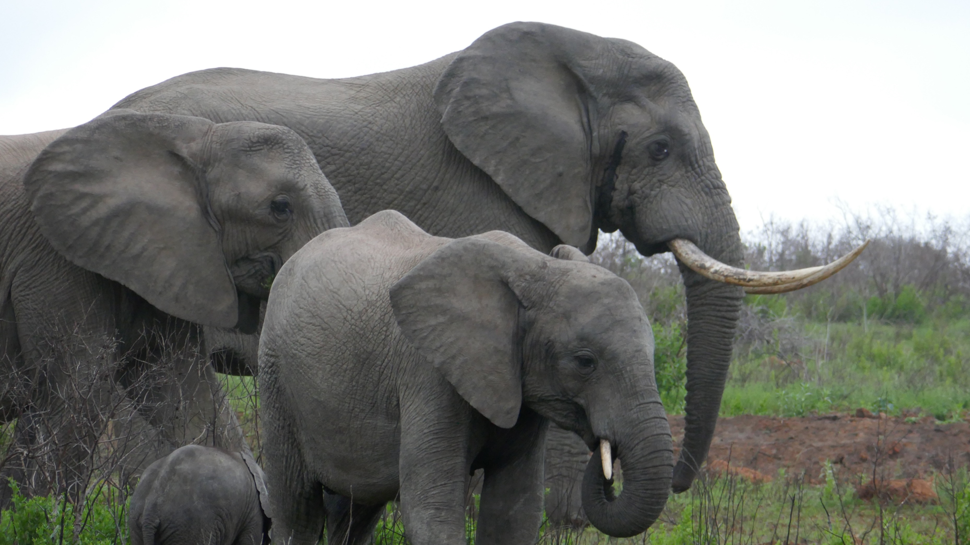 Elephant