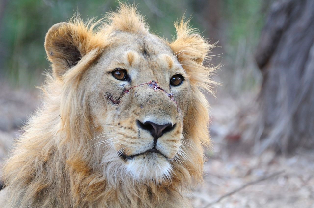 Lion