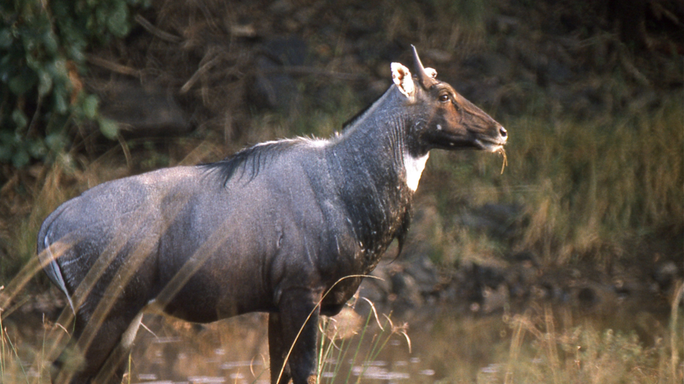 Nilgai