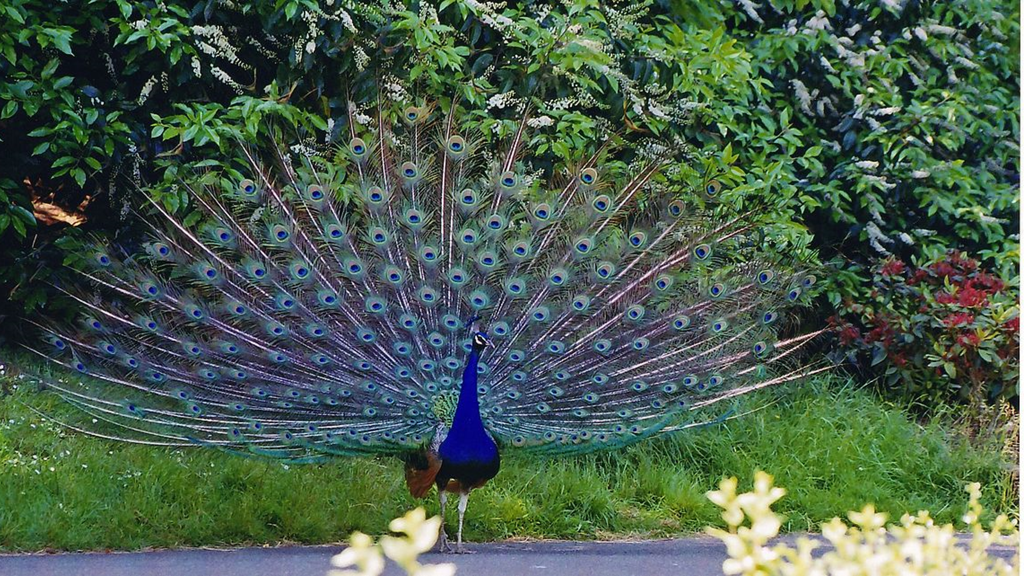 Peacock