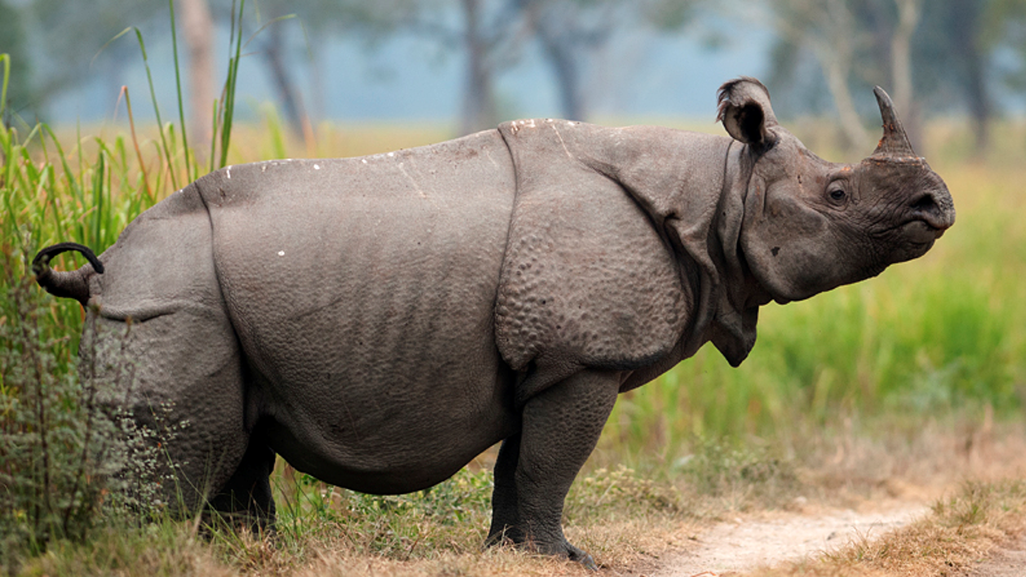Rhino