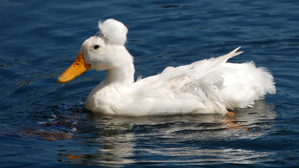 Swan