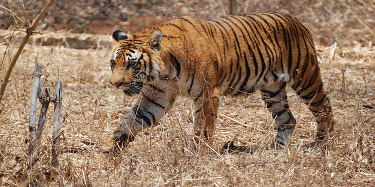 Tiger